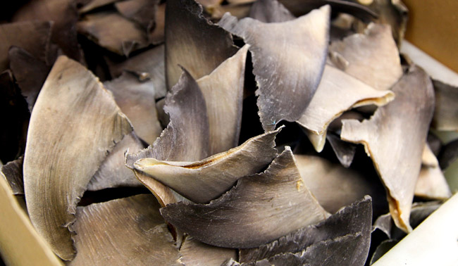 01-shark-fins-.jpg